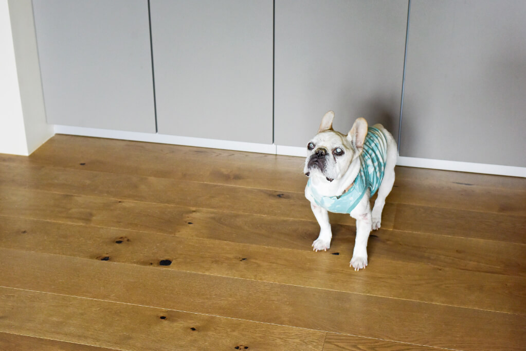 オーク材の無垢フローリングの上に立つ、洋服を着た犬。素足にもペットにも心地よい床材の質感と、トクラスキッチン塗装扉の組み合わせ。