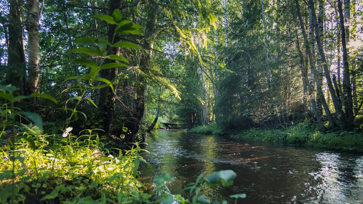 睡眠前に聴くことでリラックス効果をもたらす「1/fゆらぎ」成分を含む自然の川と森の風景