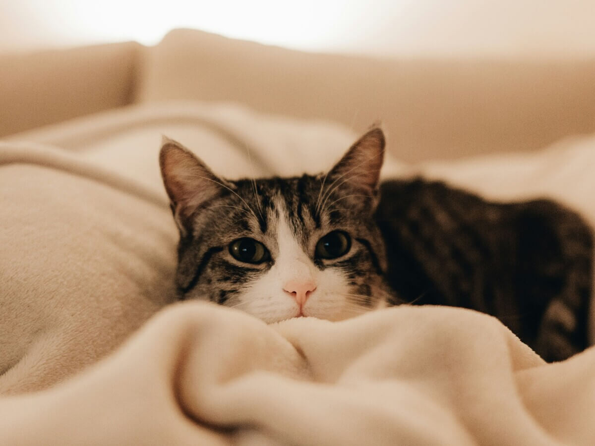 良い素材のバスタブに入った際の「冬にふわふわの毛布にくるまったときの心地よさ」を表現する猫