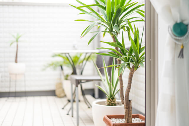 観葉植物とテーブルセットが置かれた、白で統一されたおしゃれなテラス・バルコニー。