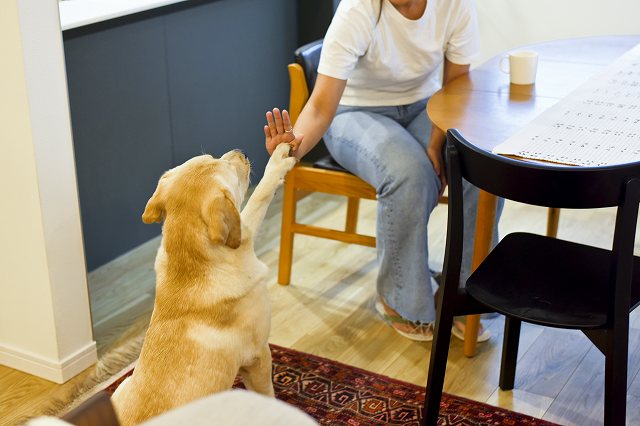夫婦ふたりの家づくり。愛犬(ラブラドール)と家族がハイタッチする、リラックスできる暮らし。